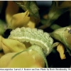 celastrina argiolus larva3 rost